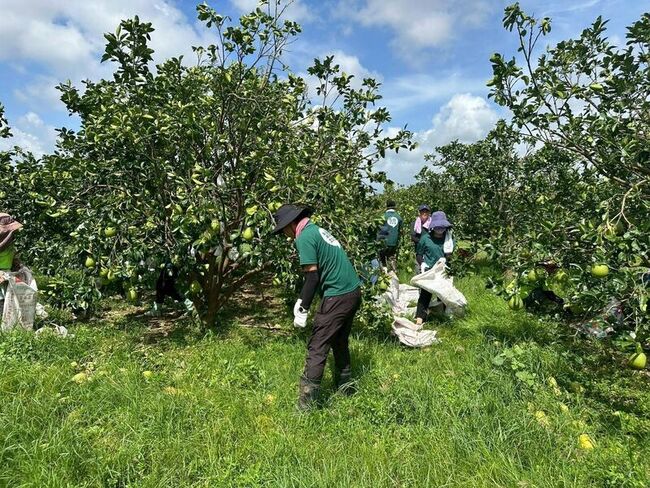 高雄青農赴麻豆協助清園  文旦農淚謝：不再孤單 | 華視新聞
