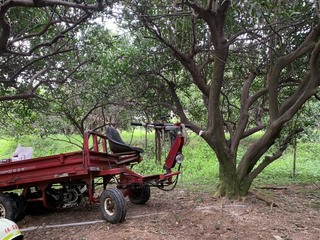 整理果園釀悲劇  苗栗三灣老農遭夾困果樹送醫不治