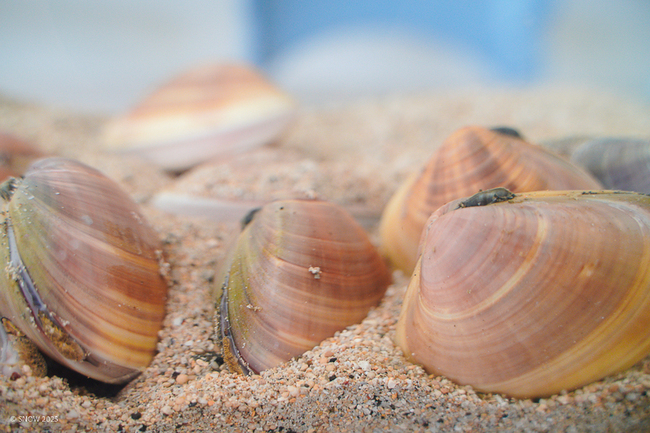 海大與水試所解碼基因體 發現高抗病文蛤新物種 | 華視新聞
