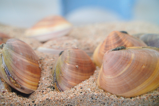 海大與水試所解碼基因體 發現高抗病文蛤新物種