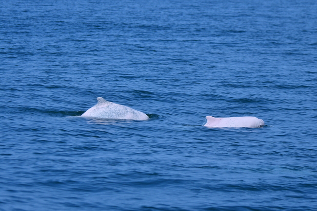 台灣白海豚僅約50隻　學者：沿岸開發致族群崩解 | 華視新聞