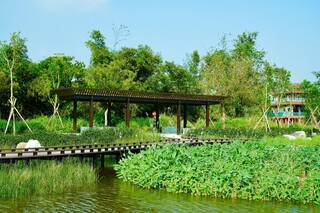 復育螢火蟲有成  高雄觀音湖成生態景點