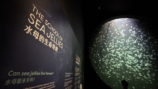 新加坡國慶倒數  海洋館擴建升級、博物館燈光秀吸睛