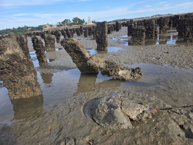 復育台灣鱟類有成 中山大學教授獲海保楷模獎 | 華視新聞