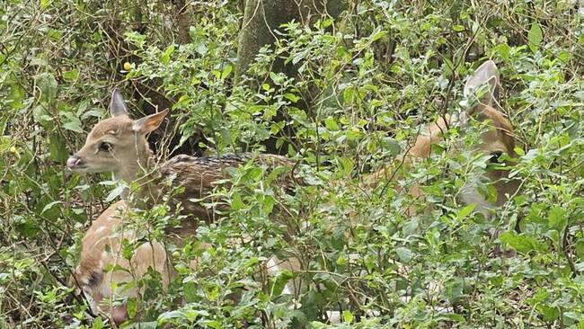 民眾於大坵島捕捉母鹿守護小鹿瞬間　象徵保育成果 | 華視新聞