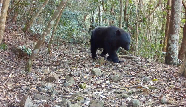 桃山部落連2年黑熊現蹤　族人主動撤狩獵陷阱 | 華視新聞