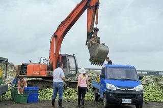 台南文旦柚受颱風影響落果嚴重  清運近2萬公噸