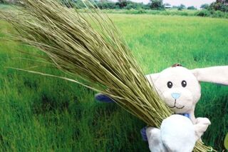 國產牧草製嚙齒類寵物飼料　畜試所估價錢省一半