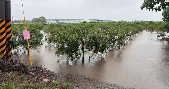 連日豪雨淹農田  台東農改場籲搶收有價值蔬菜 | 華視新聞