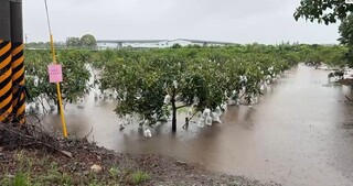 連日豪雨淹農田  台東農改場籲搶收有價值蔬菜