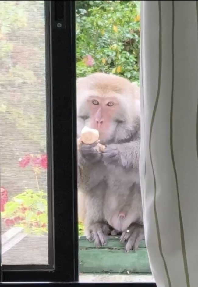 武陵農場台灣獼猴偷茶葉蛋  吃完還關窗被稱禮貌猴 | 華視新聞