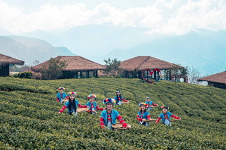 嘉義山區災後復原  縣府推薦阿里山親子自駕遊程