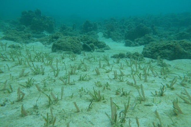 海委會聯名農業部提藍碳方法學  獲環境部審議通過 | 華視新聞