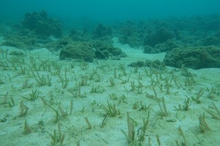 海委會聯名農業部提藍碳方法學  獲環境部審議通過