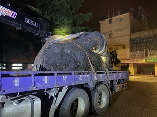 宜蘭警逮山老鼠　查扣珍貴台灣扁柏2268公斤