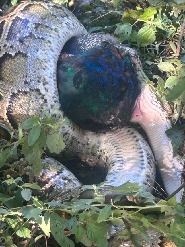 金門見緬甸蟒捆孔雀 野保協會：通常不主動攻擊人 | 華視新聞