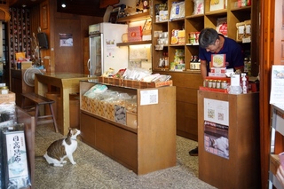 貓派攝影比賽徵件　大稻埕貓店長成宣傳大使