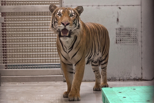 新加坡動物園雄馬來虎抵台　配對守護族群未來 | 華視新聞