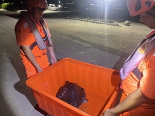 保育類欖蠵龜困網哀吼　澎湖岸巡聞聲及時救援