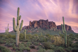 明年1/15起直飛鳳凰城　星宇航空：來回不中停