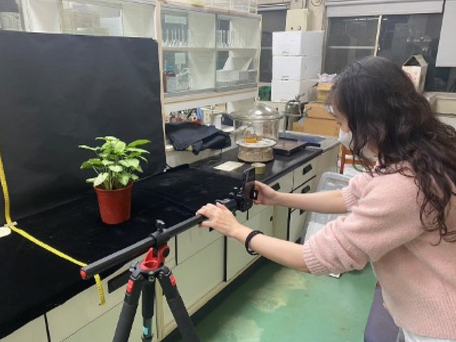 選對12種綠植盆栽選對生活品質　山蘇添空氣負離子 | 華視新聞