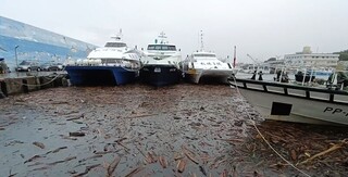 台東富岡港現漂流木影響船隻　縣府急清運
