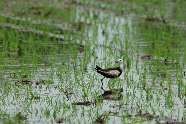 台南夏季水雉調查反常減少逾百隻　颱風毀棲地影響 | 華視新聞