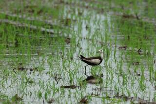 台南夏季水雉調查反常減少逾百隻　颱風毀棲地影響