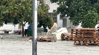 台東金崙溪潰堤 農莊一家7口提前撤離未釀傷亡