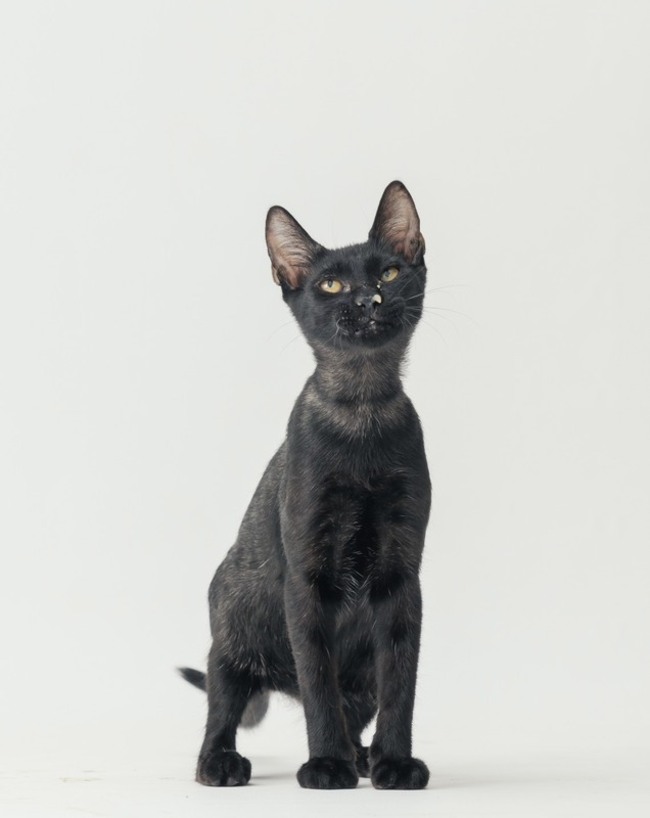 翻轉社會誤解  高市邀領養黑狗黑貓家庭拍溫馨照 | 華視新聞