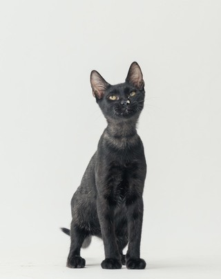 翻轉社會誤解  高市邀領養黑狗黑貓家庭拍溫馨照