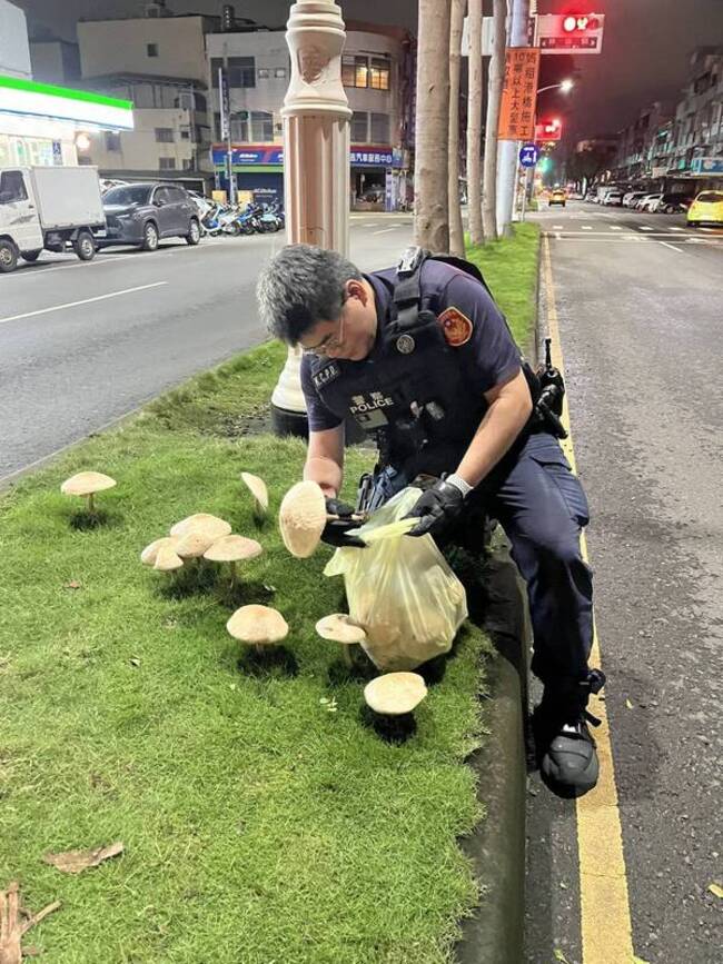 高雄鳳山分隔島因雨長菇　警憂人潮湧入連夜摘除 | 華視新聞