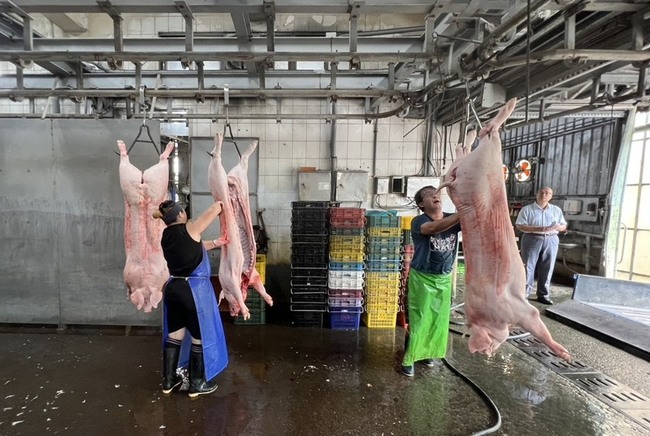 高市府送15頭整豬進部落　陪伴族人返家重建 | 華視新聞