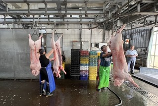 高市府送15頭整豬進部落　陪伴族人返家重建