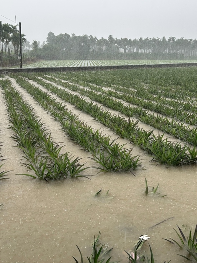 屏東農損逾1億  周春米盼盡速公告救助標準 | 華視新聞