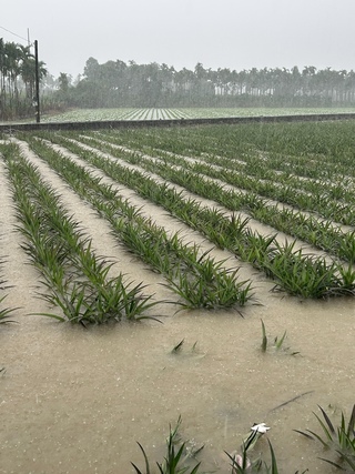 屏東農損逾1億  周春米盼盡速公告救助標準