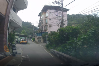 放任愛犬遊蕩遭撞斃　飼主和肇事車主都罰1.5萬元