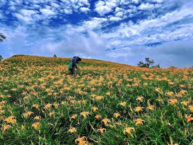 花蓮六十石山金針花季將登場　上下山車輛分流管制 | 華視新聞