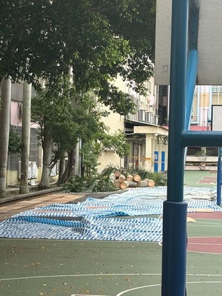 國中遭指砍樹蓋綠能照明 北市府認未達受保標準