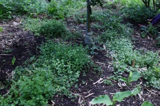 農業淨零新利器 多元草種提升果園固碳量 | 華視新聞