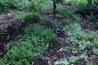 農業淨零新利器 多元草種提升果園固碳量