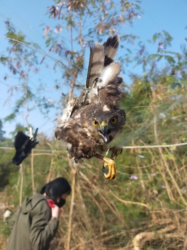 金門農田45隻鳥遭纏網  野保協會籲尋防鳥害解方 | 華視新聞