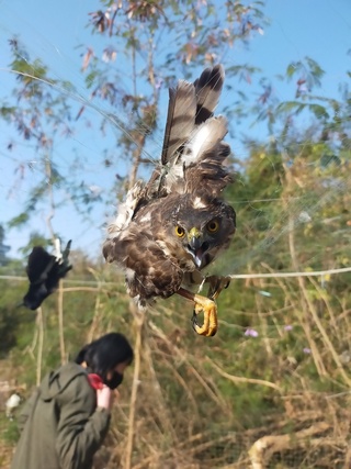 金門農田45隻鳥遭纏網  野保協會籲尋防鳥害解方