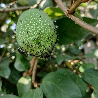 愛玉僅台灣吃得到　大功臣榕小蜂比螞蟻還小