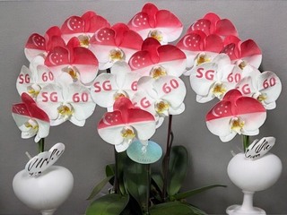 新加坡60週年國慶　台灣致贈奈米噴漆蘭花祝賀