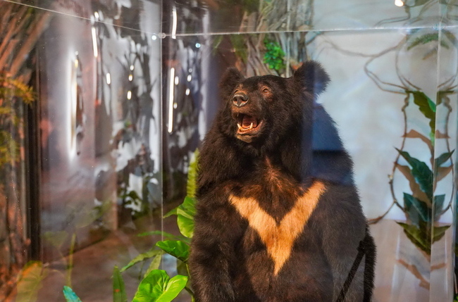 斷腳小黑熊感動人心　宗博館特展延長至年底 | 華視新聞