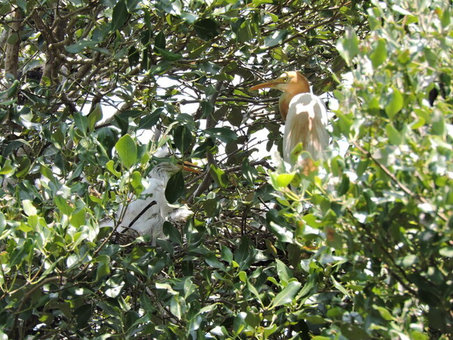 高雄援中港濕地迎幼鳥　鷺鳥家族育雛季來臨 | 華視新聞