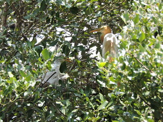 高雄援中港濕地迎幼鳥　鷺鳥家族育雛季來臨