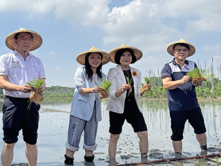 西螺鎮農會食農教育　200親子體驗水稻插秧
