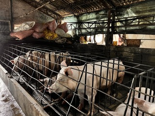 毛豬供應吃緊 宜蘭200攤本週休4日